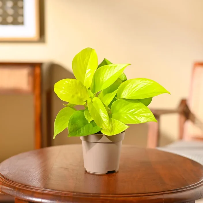 A bright green plant in a pot on a wooden table
