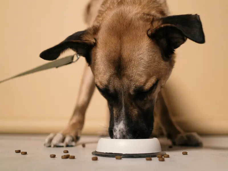 A dog eating from its bowl